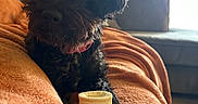 Josie is registered to the contest to win money with this photo: animal, black_dog, blanket, bone, collar, comfort, companion, couch, cozy, dog, fur, furniture, home, indoor, laying_down, orange_blanket, paws, pet, relaxed, window