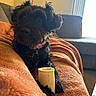 Josie is registered to the contest to win money with this photo: dog, black_dog, bone, blanket, orange_blanket, couch, indoor, pet, fur, paws, collar, cozy, relaxed, window, furniture, animal, companion, laying_down, comfort, home