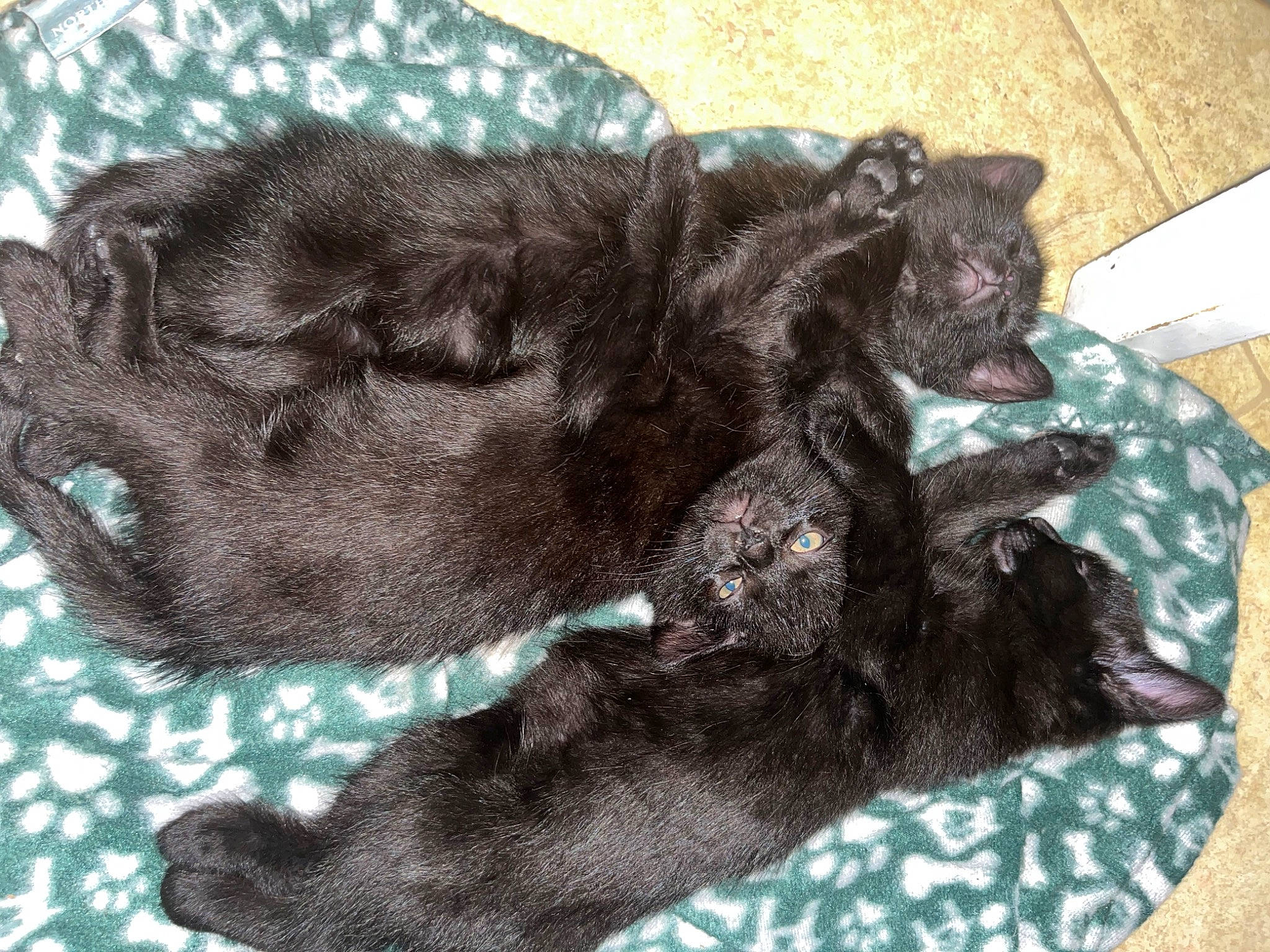 Stormi Ace And Spidaman is registered to the contest to win money with this photo: bombay, carnivore, cat, claw, comfort, companion_dog, dog_breed, domestic_short_haired_cat, felidae, foot, fur, liver, nap, paw, small_to_medium_sized_cats, sporting_group, tail, terrestrial_animal, whiskers, working_animal