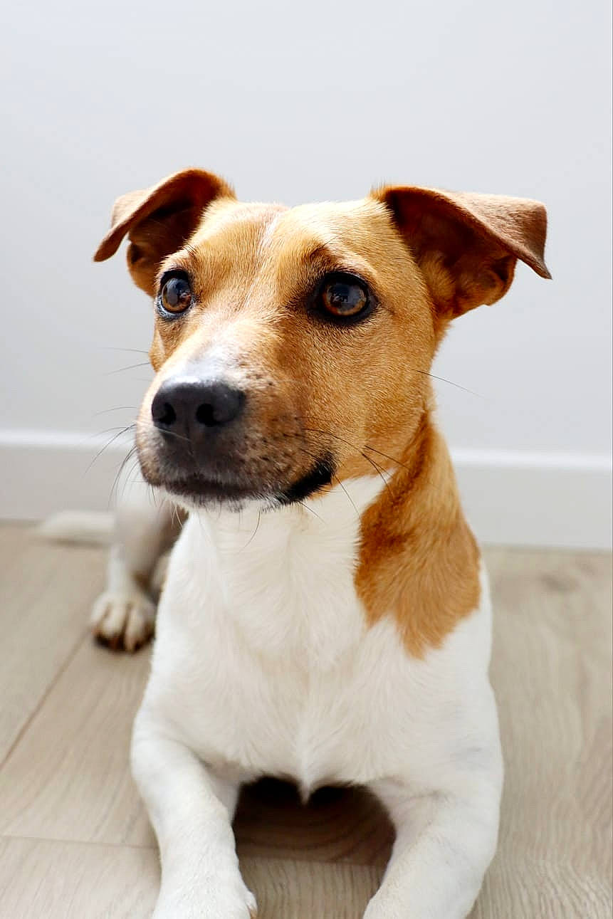 Eyko participe au concours pour gagner de l'argent avec cette photo : ancient_dog_breeds, canidae, carnivore, collar, companion_dog, dog, dog_breed, dog_collar, fawn, sporting_group, terrier, whiskers, working_animal