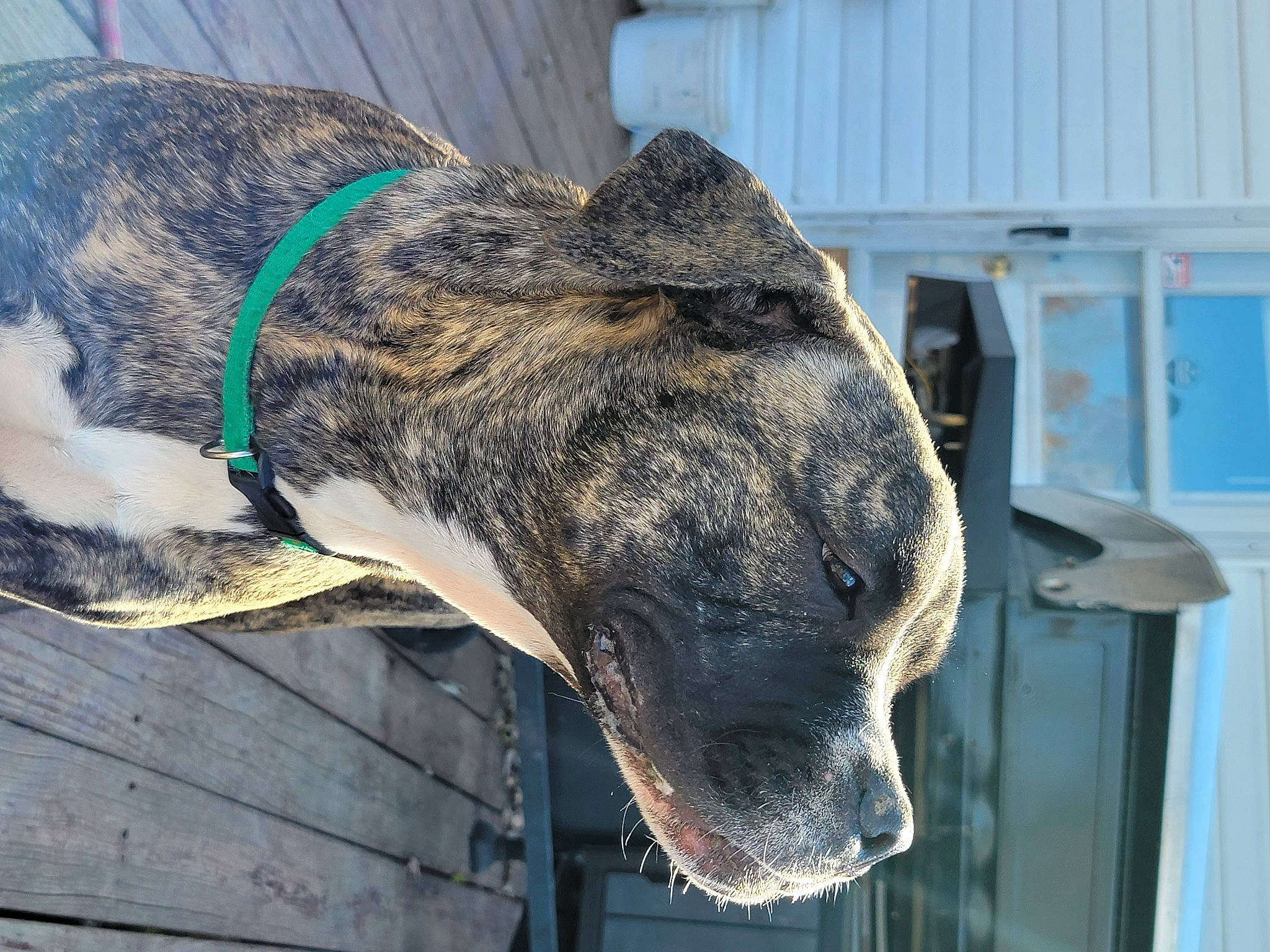 Pearl is registered to the contest to win money with this photo: canidae, collar, dog_breed, dog_collar, fawn, fur, giant_dog_breed, guard_dog, mammal, pack_animal, snout, sporting_group, terrestrial_animal, treeing_tennessee_brindle, whiskers, wildlife, wood, working_animal