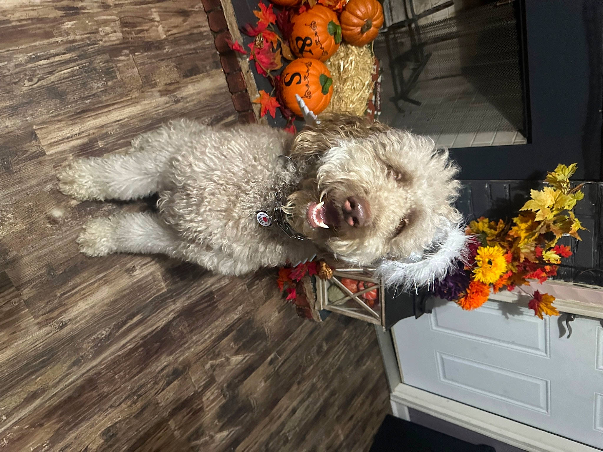 Rover joined the competition — help win amazing prizes! carnivore, collar, companion_dog, dog, dog_breed, dog_collar, flooring, flower, flowerpot, fur, grey, hardwood, plank, plant, small_terrier, terrier, toy_dog, wood, wood_stain, working_animal