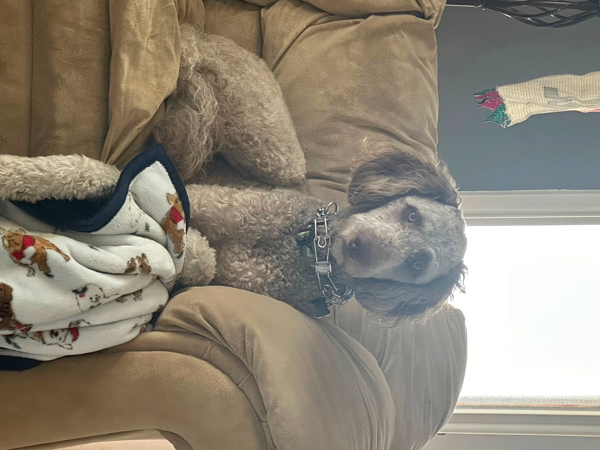 Rover joined the competition — help win amazing prizes! bedding, carmine, comfort, denim, felidae, flooring, foot, fur, grey, human_body, human_leg, knee, leg, linens, room, sitting, small_to_medium_sized_cats, textile, thigh, wood