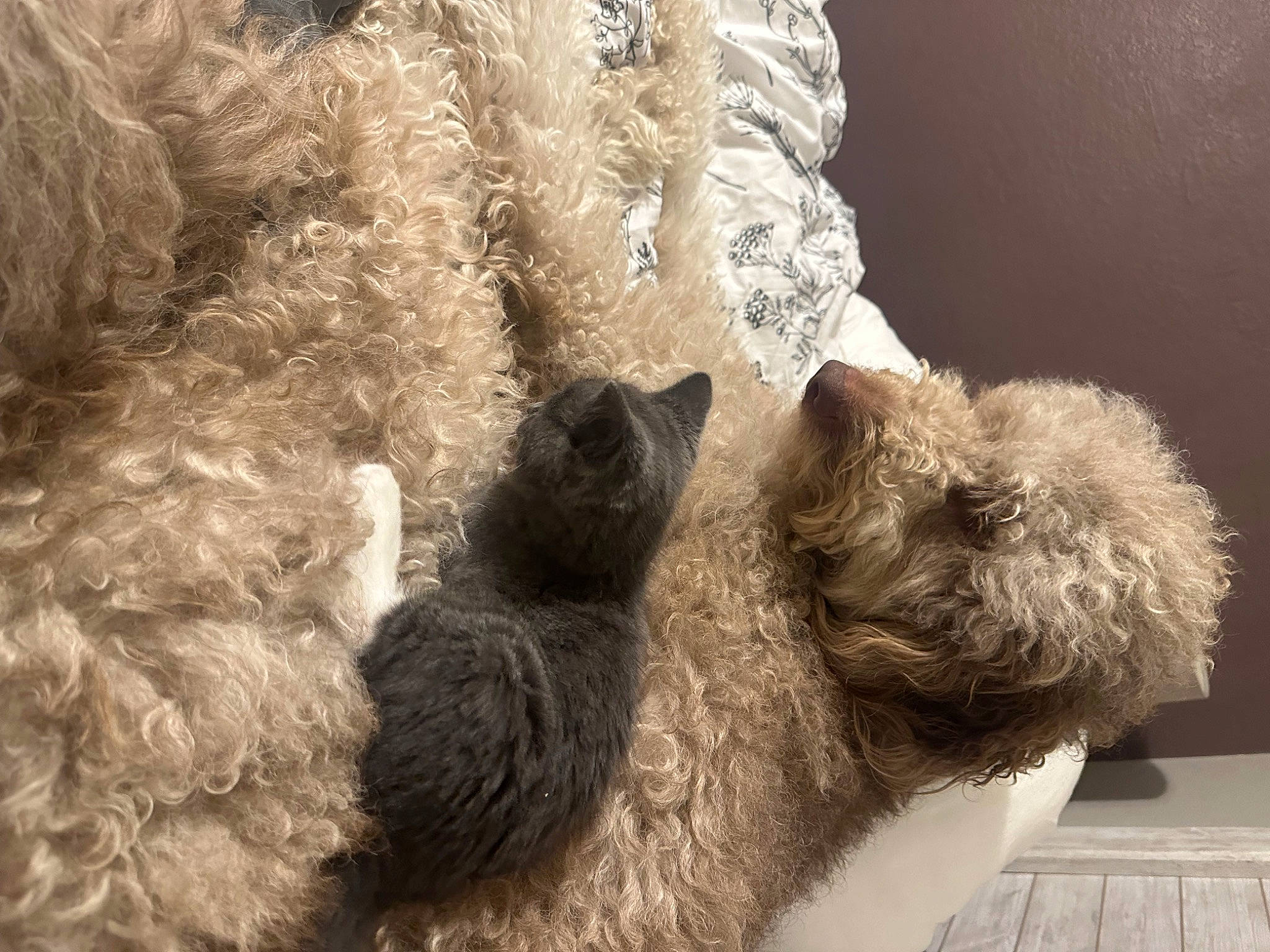 Rover is registered to the contest to win money with this photo: canidae, carnivore, companion_dog, dog, dog_breed, fawn, felidae, fur, natural_material, pet_supply, small_to_medium_sized_cats, snout, sporting_group, tail, terrestrial_animal, terrier, toy, water_dog, wool, working_animal