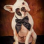 animal, black_markings, bow_tie, brown_background, cute, dog, domestic_animal, ears, french_bulldog, fur, head_tilt, indoor, looking_at_camera, paw, pet, pet_accessory, portrait, sitting, studio, white_dog