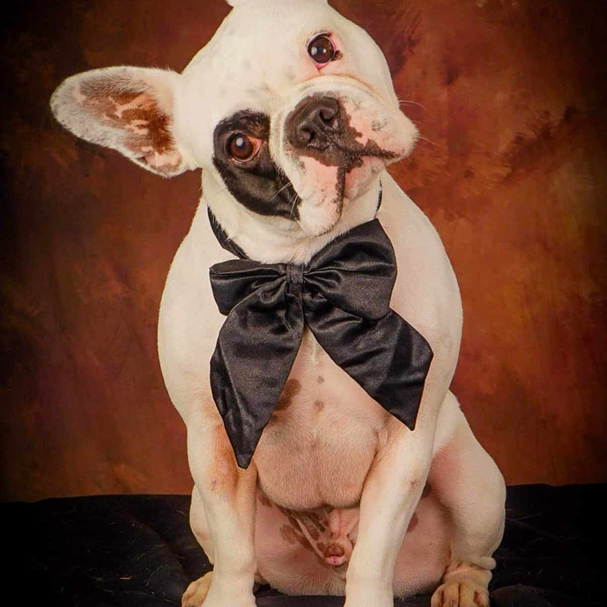 Tayko a rejoint le concours — aidez-le/la à gagner de superbes lots ! animal, black_markings, bow_tie, brown_background, cute, dog, domestic_animal, ears, french_bulldog, fur, head_tilt, indoor, looking_at_camera, paw, pet, pet_accessory, portrait, sitting, studio, white_dog