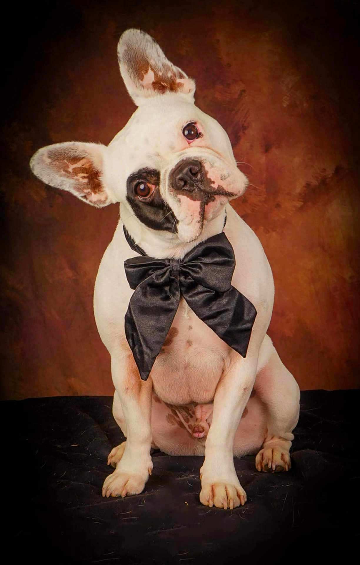 Tayko a rejoint le concours — aidez-le/la à gagner de superbes lots ! animal, black_markings, bow_tie, brown_background, cute, dog, domestic_animal, ears, french_bulldog, fur, head_tilt, indoor, looking_at_camera, paw, pet, pet_accessory, portrait, sitting, studio, white_dog