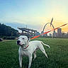 Dinkleburg joined the competition — help win amazing prizes! dog, white_dog, grass, sunset, sky, city_skyline, gateway_arch, leash, park, outdoor, animal, canine, field, urban, nature, building, flagpole, blue_sky, green_grass, pet