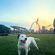 Dinkleburg is registered to the contest to win money with this photo: dog, grass, leash, sunset, sky, urban, city, building, landmark, park, canine, outdoor, pet, smiling, white_dog, black_ear, green_grass, gateway_arch, skyline, evening