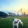 dog, leash, grass, field, sunset, sky, urban, city_skyline, monument, arch, outdoor, pet, happy, animal, nature, greenery, park, canine, daylight, landscape