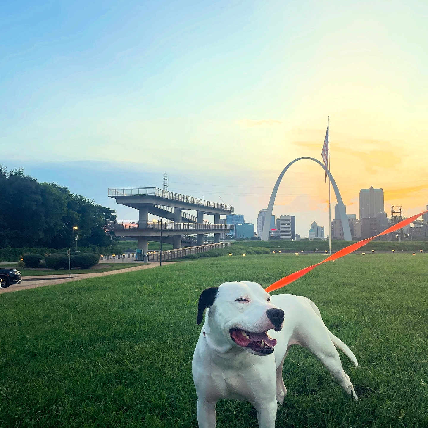 Dinkleburg is registered to the contest to win money with this photo: dog, leash, grass, field, sunset, sky, urban, city_skyline, monument, arch, outdoor, pet, happy, animal, nature, greenery, park, canine, daylight, landscape