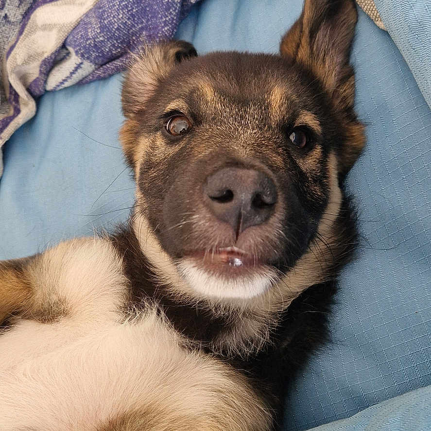 Marley a rejoint le concours — aidez-le/la à gagner de superbes lots ! animal, bed, blanket, canine, couch, cushion, dog, furniture, germanshepherd, homedecor, hound, husky, linen, person, pet, puppy, quilt, sleeping, towel, toy