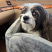 Lucky is registered to the contest to win money with this photo: dog, pet_bed, car_interior, window, brown_eyes, fur, snout, seat, leather, gray, cozy, closeup, animal, companion, domestic_animal, looking, resting, indoor, soft_texture, calm