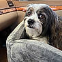 dog, pet_bed, car_interior, window, brown_eyes, fur, snout, seat, leather, gray, cozy, closeup, animal, companion, domestic_animal, looking, resting, indoor, soft_texture, calm