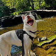 Nora is registered to the contest to win money with this photo: adventure, dog, happy, harness, husky, leash, nature, outdoors, paws, portrait, river, rocks, smile, standing, summer, sunlight, tongue_out, trees, water, white_dog