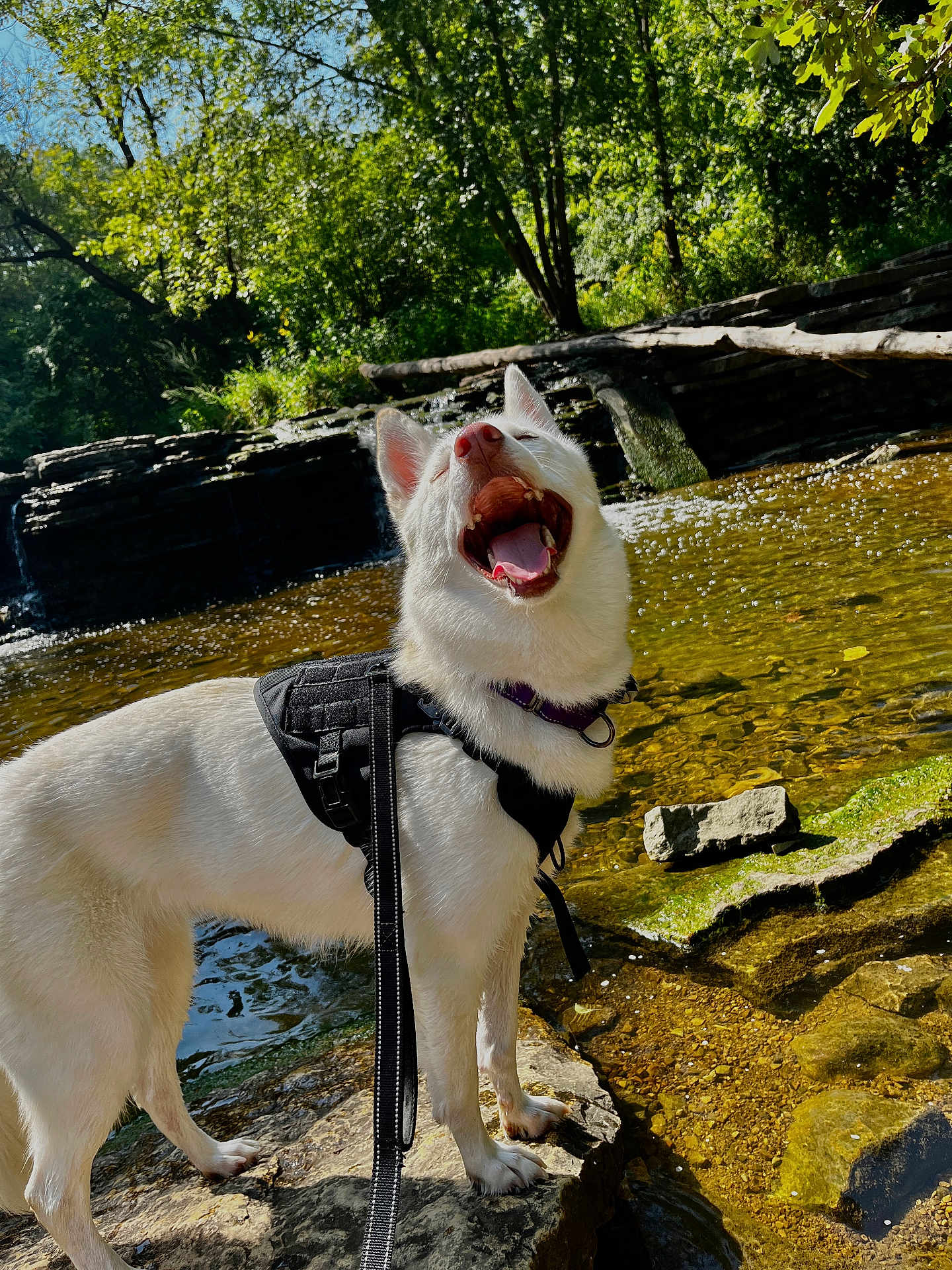 Nora is registered to the contest to win money with this photo: adventure, dog, happy, harness, husky, leash, nature, outdoors, paws, portrait, river, rocks, smile, standing, summer, sunlight, tongue_out, trees, water, white_dog