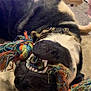 animal, black_and_white, blanket, canine, carpet, cheerful, closeup, collar, dog, fur, home, indoor, lying_down, mouth, nose, pet, playful, rope_toy, teeth, toy