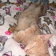 Hopper is registered to the contest to win money with this photo: cat, sleeping, blanket, patterned_blanket, ginger_cat, cozy, indoor, pet, feline, paws, cute, relaxed, soft, fur, resting, domestic_animal, animal, bed, comfort, nap
