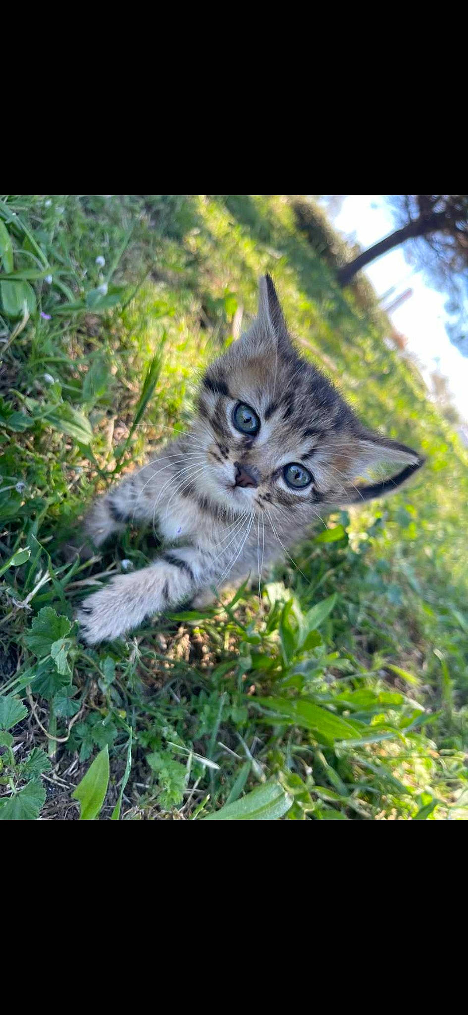 Billy a rejoint le concours — aidez-le/la à gagner de superbes lots ! carnivore, cat, domestic_short_haired_cat, felidae, fur, grass, groundcover, herb, plant, sky, small_to_medium_sized_cats, tail, terrestrial_animal, terrestrial_plant, tree, twig, whiskers, wood