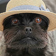 Cerise participe au concours pour gagner de l'argent avec cette photo : dog, black_dog, hat, straw_hat, close_up, portrait, animal, pet, brown_eyes, fur, cute, face, headwear, looking_at_camera, domestic_animal, adorable, whiskers, fashion, accessory, indoor