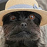 dog, black_dog, hat, straw_hat, close_up, portrait, animal, pet, brown_eyes, fur, cute, face, headwear, looking_at_camera, domestic_animal, adorable, whiskers, fashion, accessory, indoor