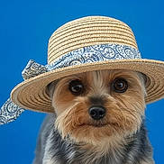 Minus a rejoint le concours — aidez-le/la à gagner de superbes lots ! dog, small_dog, yorkshire_terrier, hat, straw_hat, blue_background, pet, cute, portrait, animal, fur, face, ears, eyes, adorable, fashion, accessory, close_up, studio_shot, looking_at_camera
