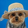 dog, small_dog, yorkshire_terrier, hat, straw_hat, blue_background, pet, cute, portrait, animal, fur, face, ears, eyes, adorable, fashion, accessory, close_up, studio_shot, looking_at_camera