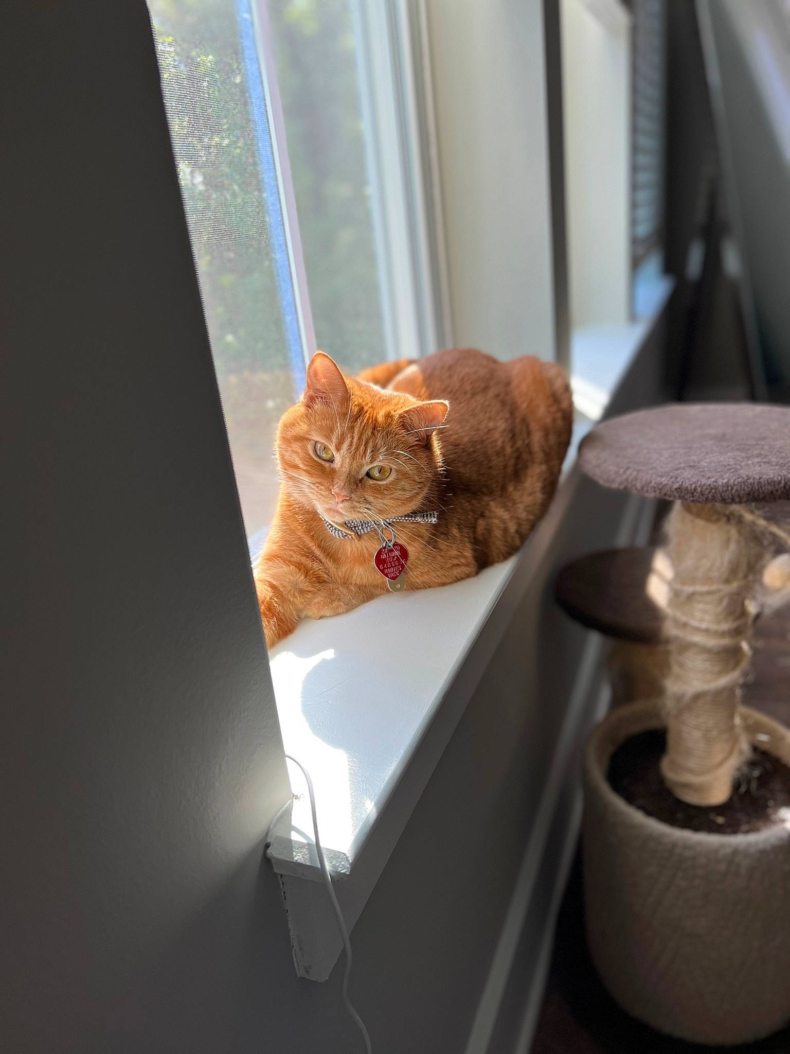 Cardi joined the competition — help win amazing prizes! brown, carnivore, cat, chair, comfort, domestic_short_haired_cat, door, fawn, felidae, fur, room, small_to_medium_sized_cats, tail, terrestrial_animal, whiskers, window, wood