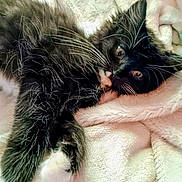 Kumofuwafuwa joined the competition — help win amazing prizes! animal, black_and_white, blanket, cat, closeup, cozy, cute, fluffy, fur, indoor, kitten, paw, pet, relaxed, resting, sleepy, small, soft, whiskers, young