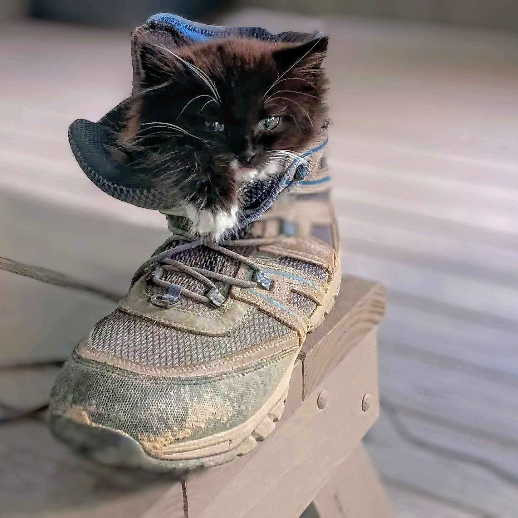 Kumofuwafuwa is registered to the contest to win money with this photo: animal, black_and_white, cat, closeup, cozy, curious, feline, fluffy, fur, hiking_shoe, indoor, kitten, paw, pet, resting, shoe, small, soft_light, wood, wooden_surface