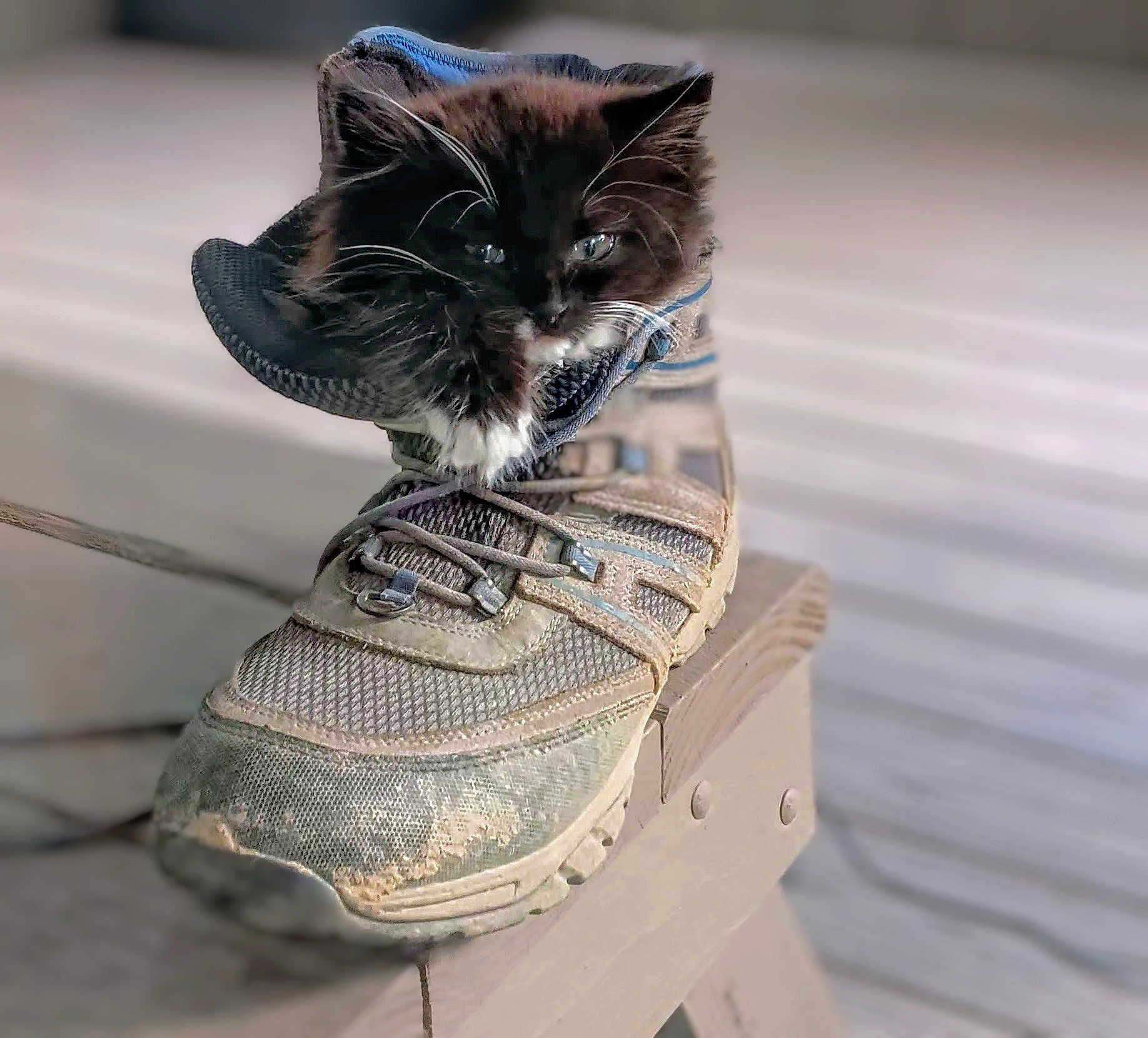 Kumofuwafuwa is registered to the contest to win money with this photo: animal, black_and_white, cat, closeup, cozy, curious, feline, fluffy, fur, hiking_shoe, indoor, kitten, paw, pet, resting, shoe, small, soft_light, wood, wooden_surface