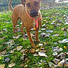 Flash participe au concours pour gagner de l'argent avec cette photo : black_mouth_cur, carnivoran, dog, dog_breed, dog_like_mammal, grass, rhodesian_ridgeback