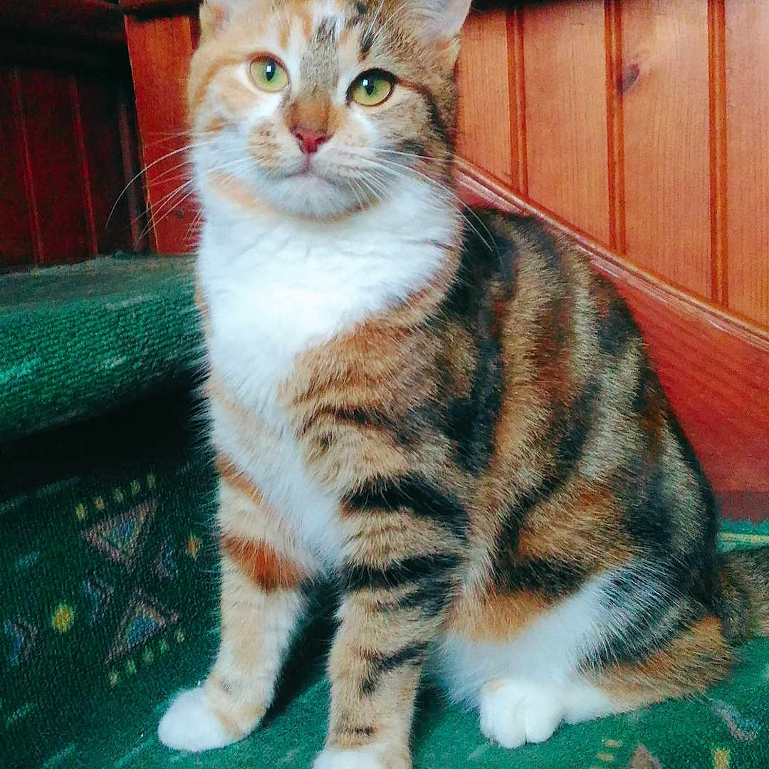 Minette