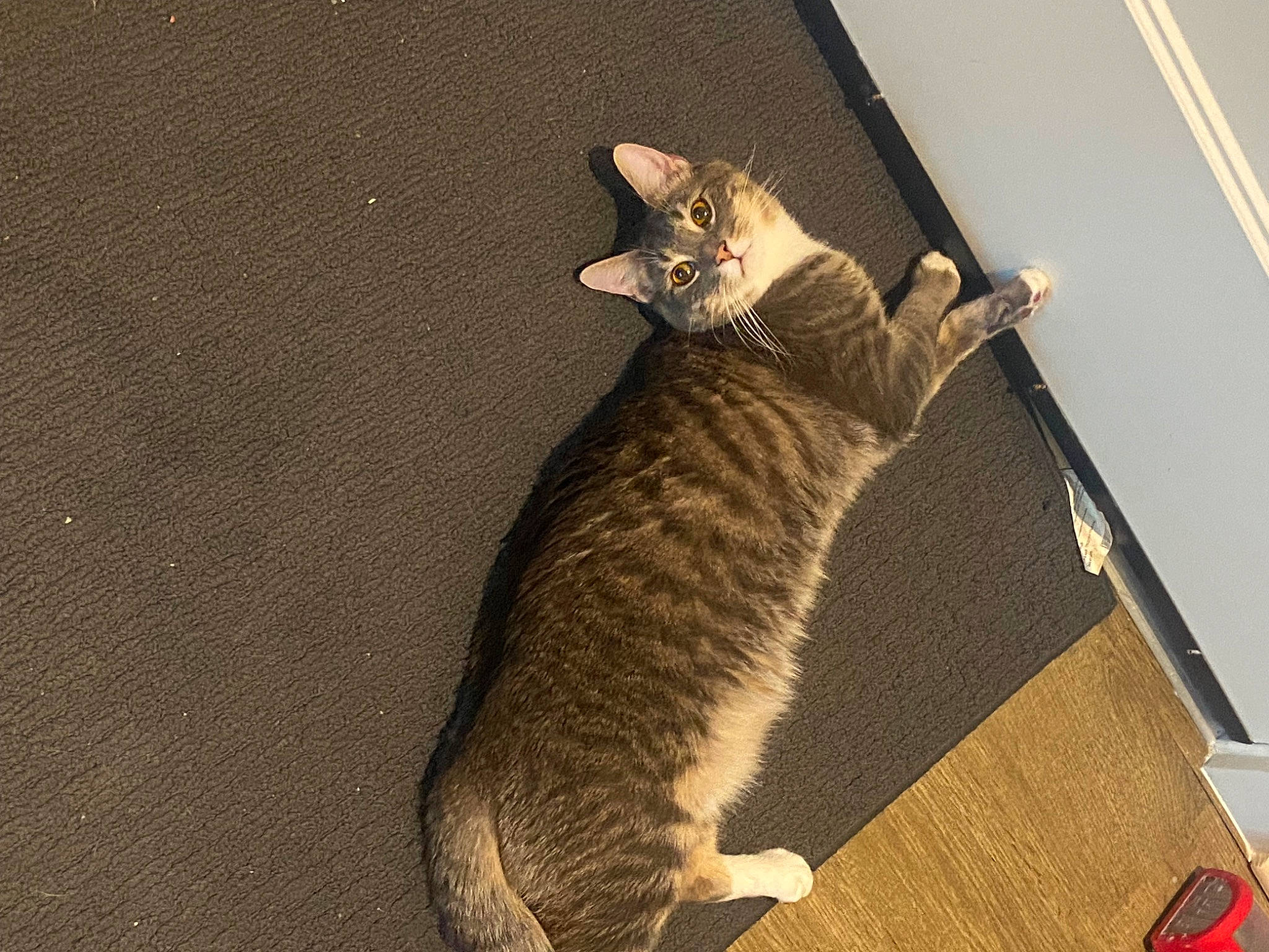 Liam joined the competition — help win amazing prizes! carnivore, cat, claw, domestic_short_haired_cat, felidae, fur, grey, paw, small_to_medium_sized_cats, snout, tail, terrestrial_animal, whiskers, window, wood