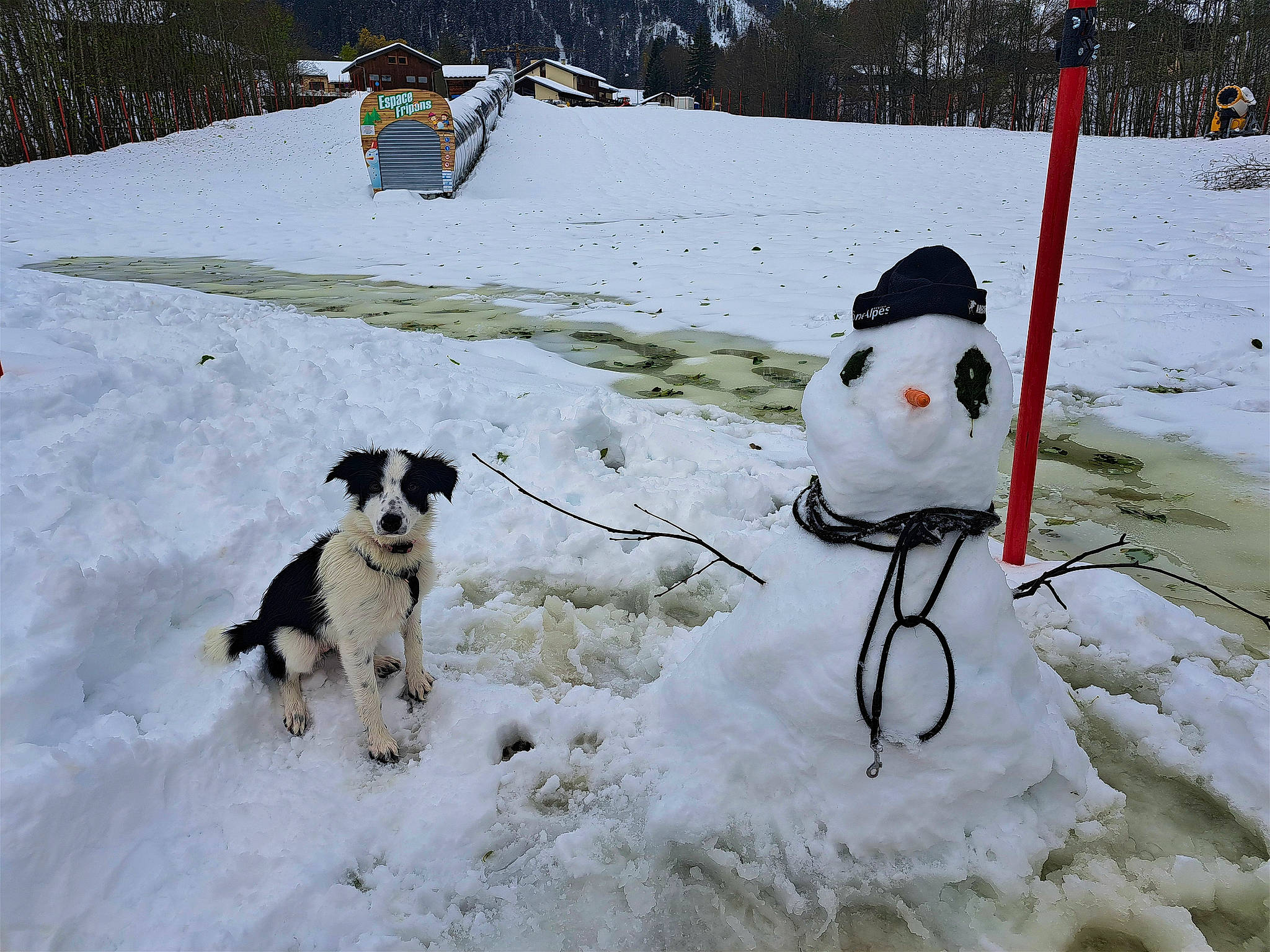 Lady a rejoint le concours — aidez-le/la à gagner de superbes lots ! carmine, carnivore, companion_dog, dog, dog_breed, event, freezing, fun, mammal, mountain, playing_in_the_snow, precipitation, recreation, slope, snow, snowman, tree, vertebrate, winter, working_dog