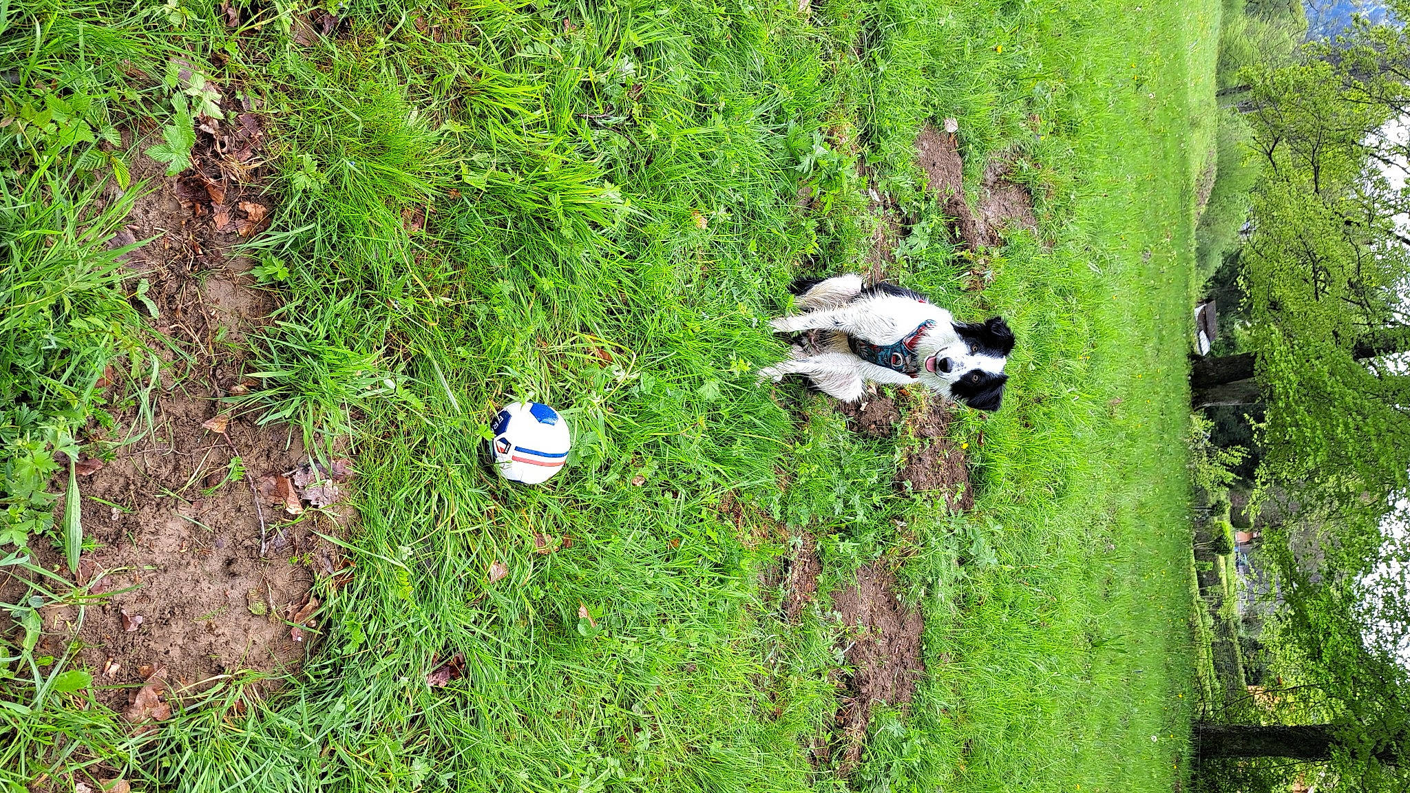 Lady participe au concours pour gagner de l'argent avec cette photo : _geese_and_swans, ducks, garden, grass, grass_family, grassland, groundcover, herb, herbaceous_plant, landscape, natural_landscape, pasture, plant, plant_community, shrub, shrubland, soil, sporting_group, tree, water_bird