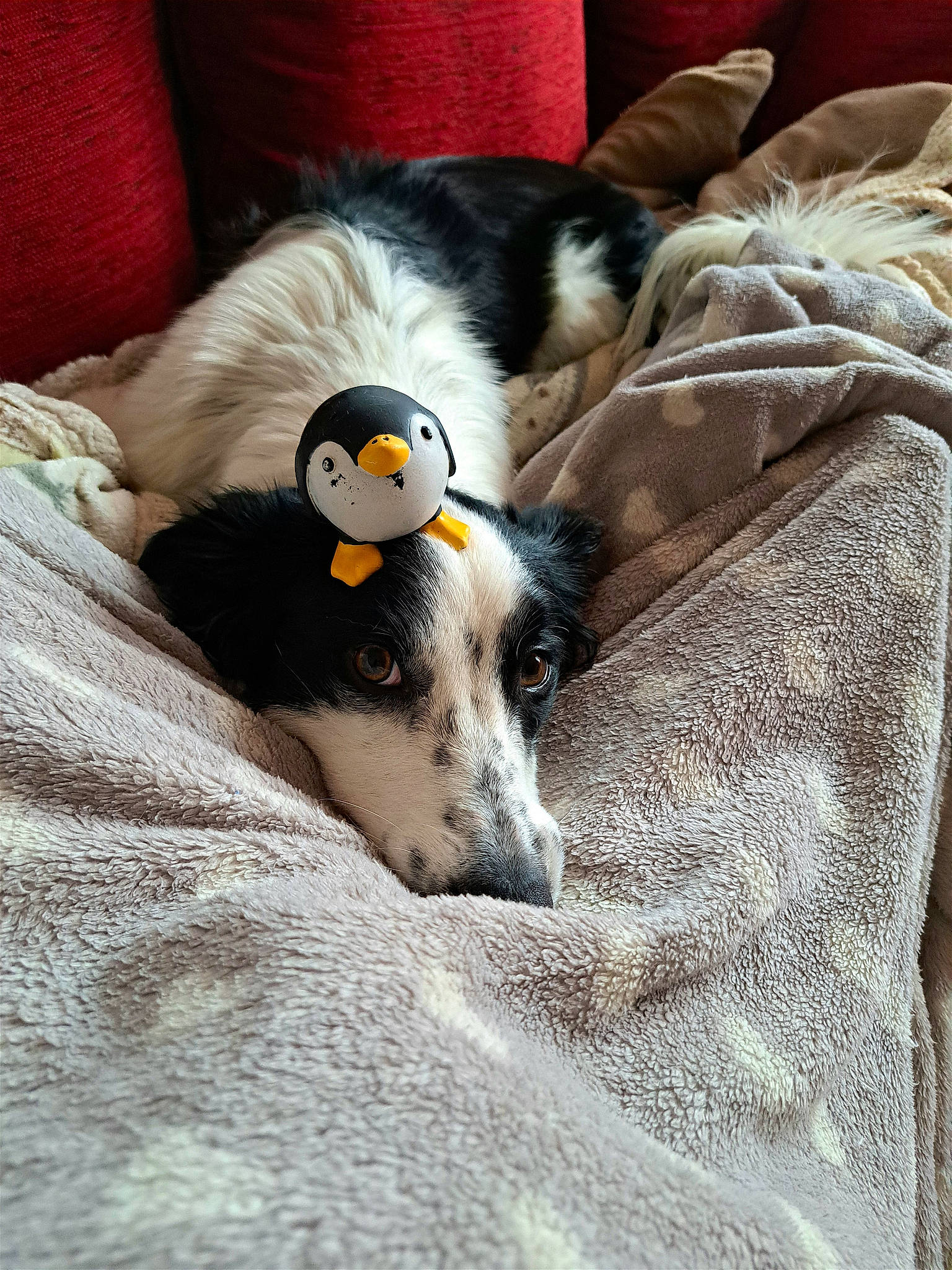 Lady a rejoint le concours — aidez-le/la à gagner de superbes lots ! canidae, carnivore, comfort, companion_dog, couch, dog, dog_breed, dog_supply, fawn, fur, linens, nap, non_sporting_group, puppy, sleep, snout, sporting_group, terrestrial_animal, whiskers, working_animal