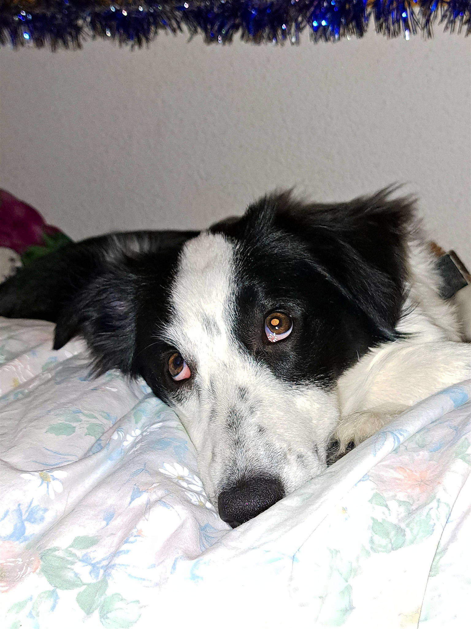 Lady participe au concours pour gagner de l'argent avec cette photo : canidae, carnivore, companion_dog, dog, dog_breed, fur, herding_dog, non_sporting_group, snout, sporting_group, terrestrial_animal, whiskers, working_animal, working_dog