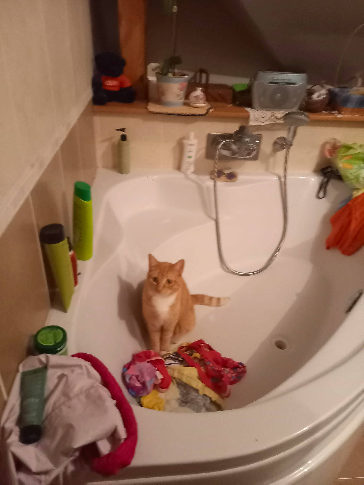 Raiponse participe au concours pour gagner de l'argent avec cette photo : bathroom, bathroom_sink, carnivore, cat, cat_supply, dishware, fawn, felidae, floor, flooring, household_supply, interior_design, plumbing, plumbing_fixture, porcelain, sink, small_to_medium_sized_cats, tableware, tap, whiskers