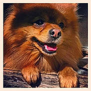 Bandit participe au concours pour gagner de l'argent avec cette photo : dog, pomeranian, fluffy, brown, pet, animal, portrait, close_up, happy, outdoor, wood, sunlight, tongue, face, ears, nose, fur, cute, domestic, companion