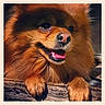 dog, pomeranian, fluffy, brown, pet, animal, portrait, close_up, happy, outdoor, wood, sunlight, tongue, face, ears, nose, fur, cute, domestic, companion