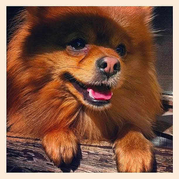 Bandit participe au concours pour gagner de l'argent avec cette photo : dog, pomeranian, fluffy, brown, pet, animal, portrait, close_up, happy, outdoor, wood, sunlight, tongue, face, ears, nose, fur, cute, domestic, companion