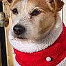 dog, puppy, jack_russell, close_up, portrait, face, eyes, nose, ears, fur, white_fur, brown_fur, red_sweater, festive, christmas, pet, outdoor, sharp_focus, adorable, serious_expression
