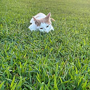 Cocolicious joined the competition — help win amazing prizes! air_conditioner, animal, building, cat, close_up, crouching, curious, daylight, feline, grass, greenery, hidden, lawn, nature, orange_cat, outdoor, pet, playful, summer, white_cat