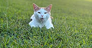Cocolicious is registered to the contest to win money with this photo: animal, background_blur, calm, cat, close_up, daylight, domestic_cat, feline, grass, greenery, house, lying_down, mammal, nature, orange_cat, outdoor, pet, quiet, sunlight, white_cat