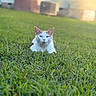 animal, background_blur, calm, cat, close_up, daylight, domestic_cat, feline, grass, greenery, house, lying_down, mammal, nature, orange_cat, outdoor, pet, quiet, sunlight, white_cat