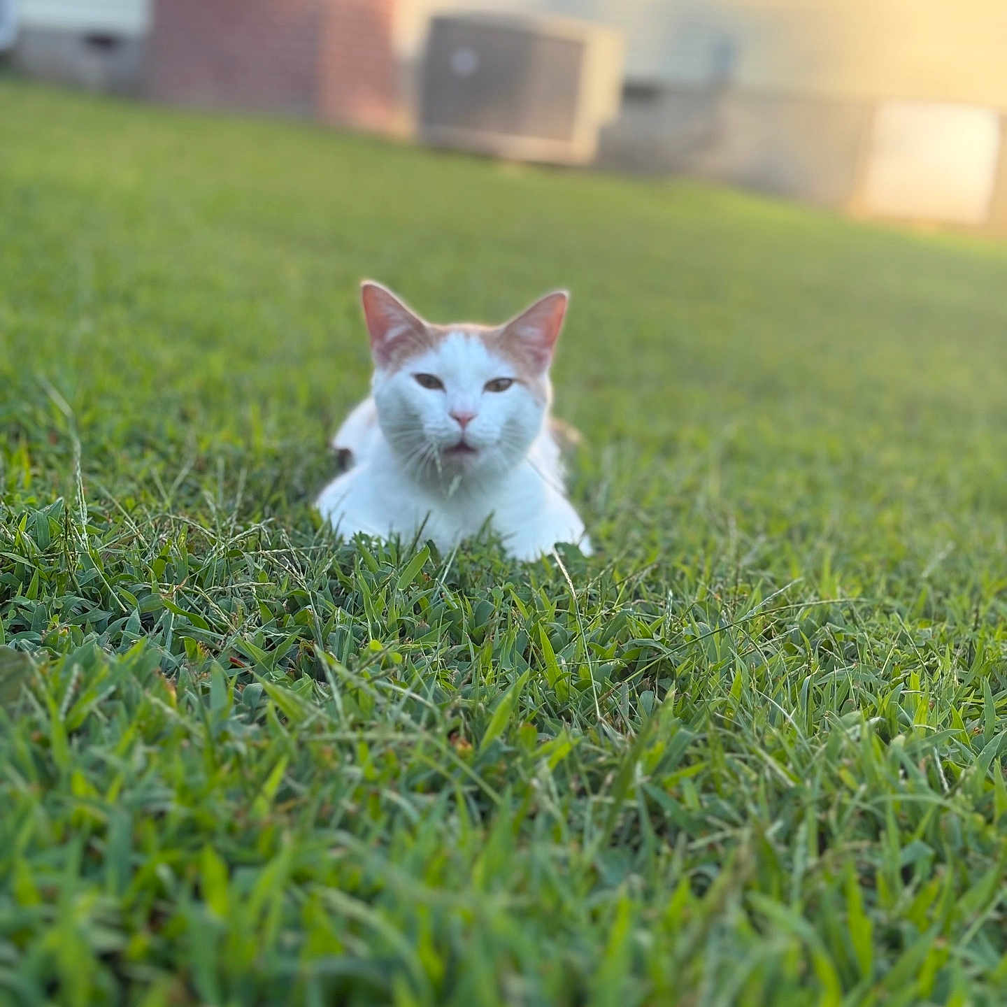 Cocolicious is registered to the contest to win money with this photo: animal, background_blur, calm, cat, close_up, daylight, domestic_cat, feline, grass, greenery, house, lying_down, mammal, nature, orange_cat, outdoor, pet, quiet, sunlight, white_cat
