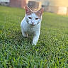 Cocolicious joined the competition — help win amazing prizes! animal, background_blur, calm, cat, closeup, cute, daylight, ears, focus, fur, grass, greenery, mammal, nature, outdoor, pet, sunlight, walking, whiskers, yellow_light