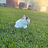 Cocolicious is registered to the contest to win money with this photo: animal, backyard, blurred_background, calm, cat, daylight, domestic_animal, feline, grass, greenery, house, leisure, mammal, nature, orange, outdoor, pet, relaxing, sunlight, white