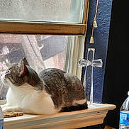 Archie joined the competition — help win amazing prizes! cat, gray_cat, white_cat, animal, pet, sitting, windowsill, window, indoors, home, cross, water_bottle, plastic_bottle, blue_label, curtain, wall, sunlight, profile, furry, portrait